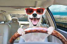 dog driving